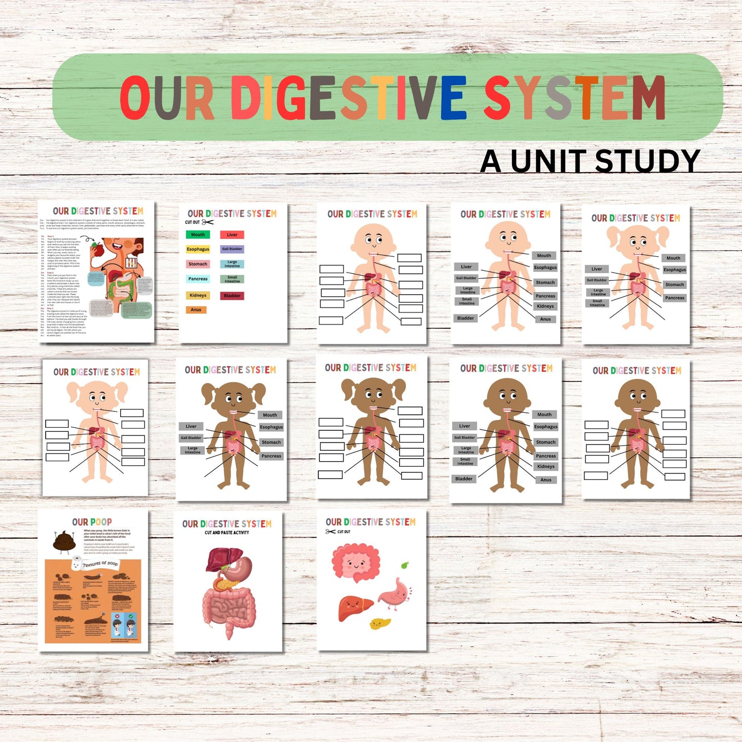 Digestive Adventure Unit Study | Kid-Friendly Digestive System Unit Study | Fun & Engaging Activities for Learning Digestion