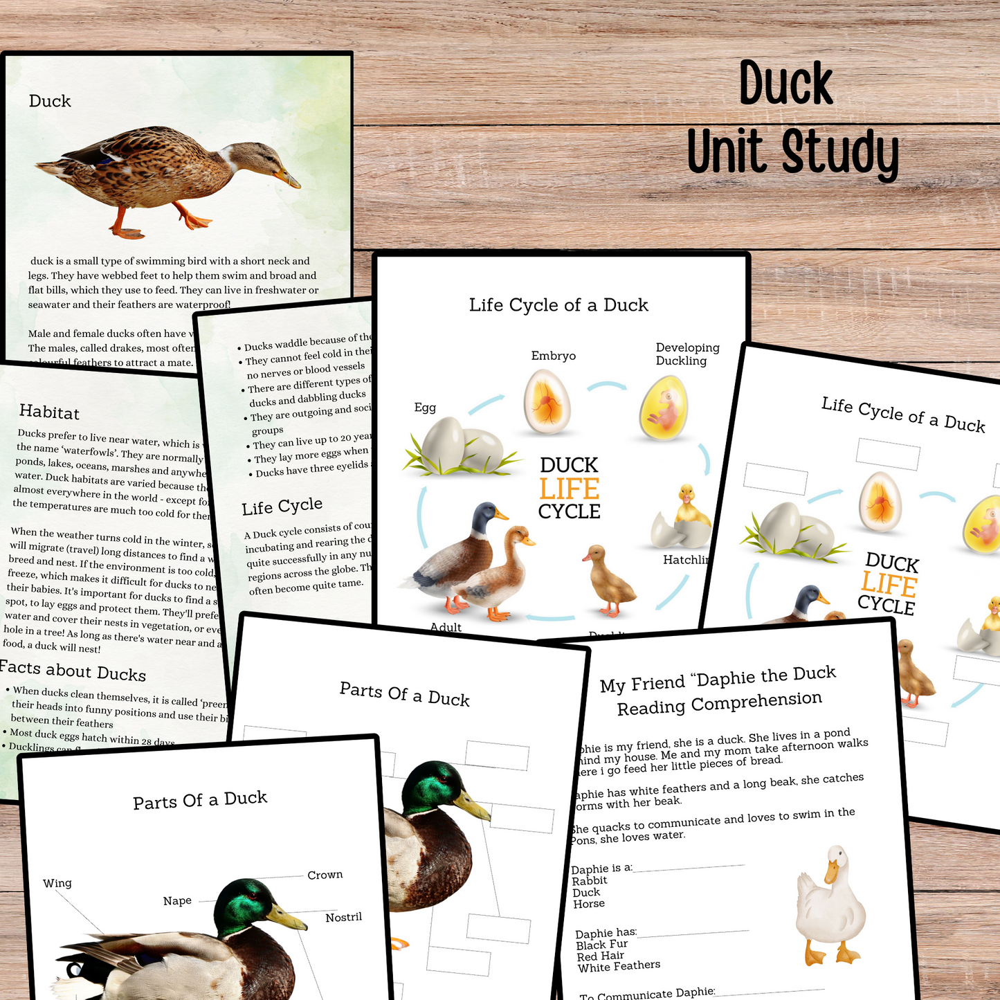 Winter Animals Unit Study Nature Learning Animals Tracks Homeschooling Busy Book Kids Learning Binder Red Fox Duck Badger Unit Study Kids