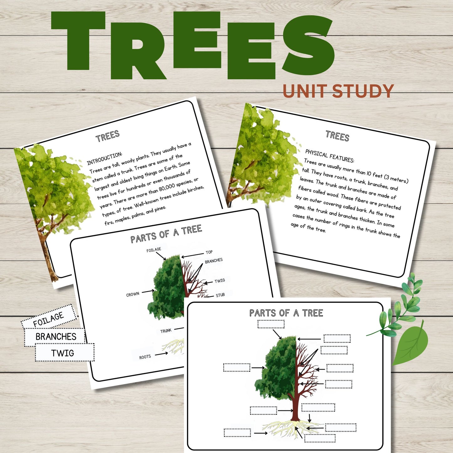Tree Unit Study Bundle | Charlotte Mason Nature Study | Anatomy of a Tree Trunk & Parts of a Tree | Homeschool Learning Activities Printable