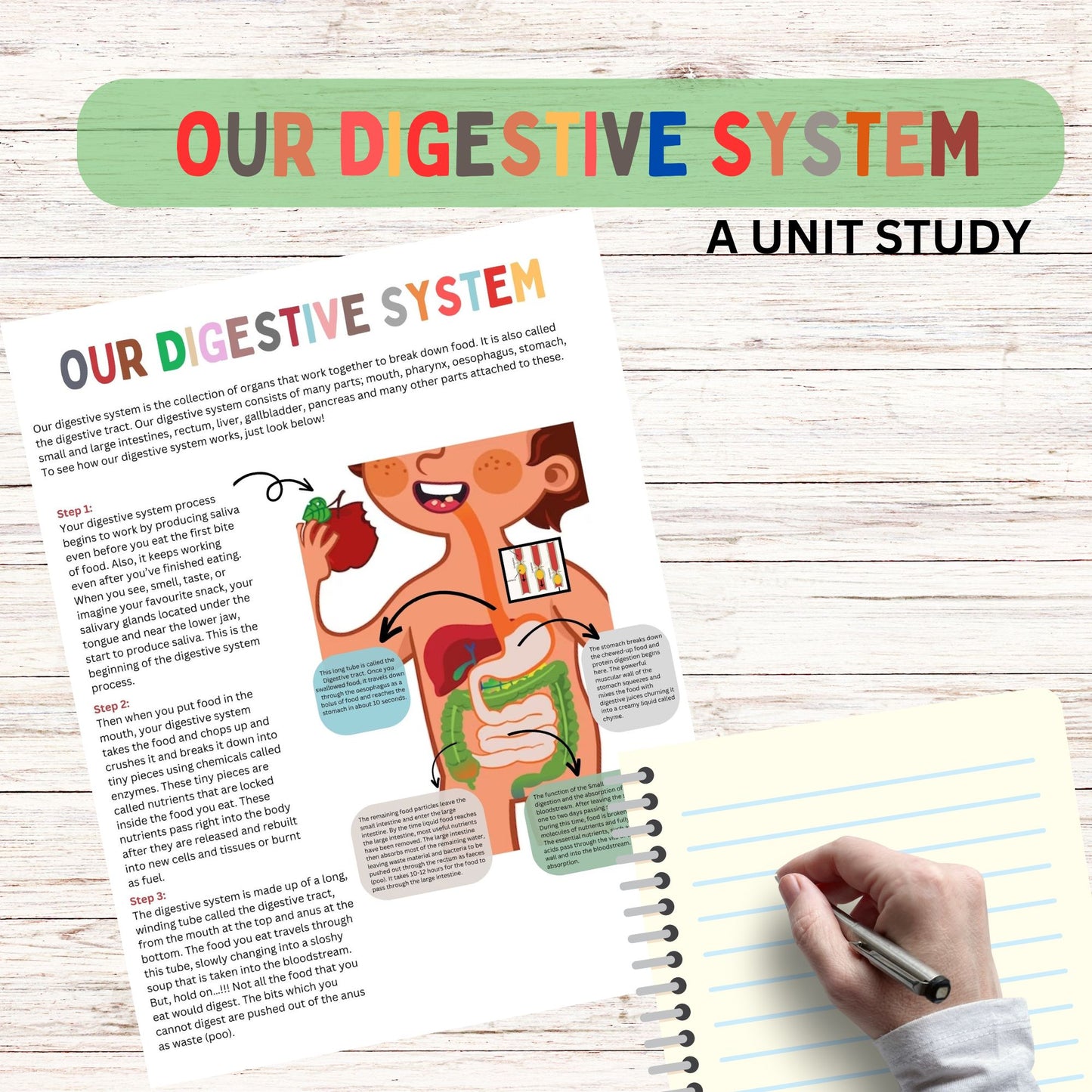 Digestive Adventure Unit Study | Kid-Friendly Digestive System Unit Study | Fun & Engaging Activities for Learning Digestion