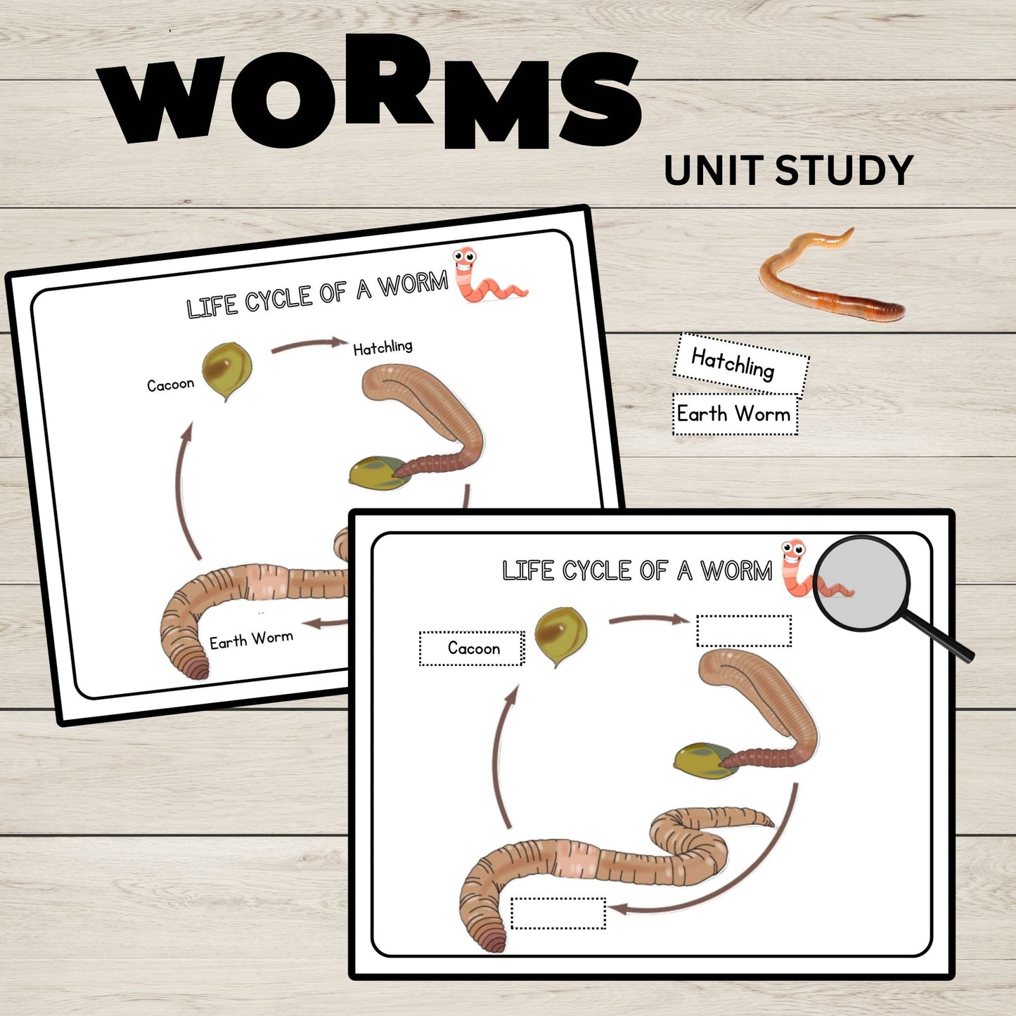 Worms Unit Study Charlotte Mason Printable Resources Homeschool Learning Bundle Nature Study Homeschool Curriculum Educational Activities