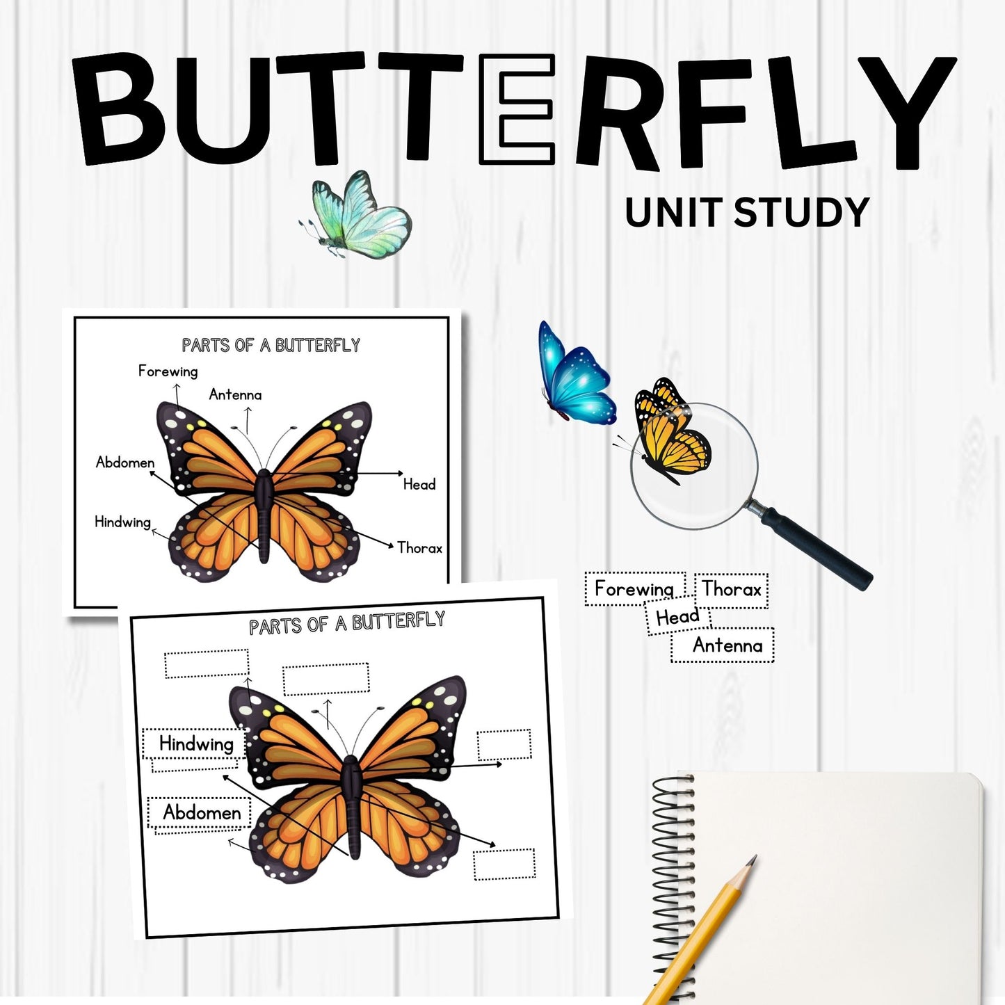 Butterfly Unit Study Bundle Charlotte Mason Nature Study Homeschool Learning Materials Educational Prints Butterfly Preschool Busy Binder