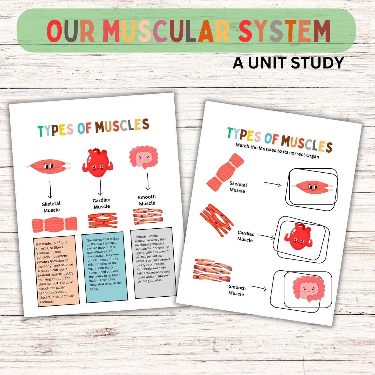 Muscular System Unit Study for Elementary Students | Printable Human Body Anatomy Science Lesson