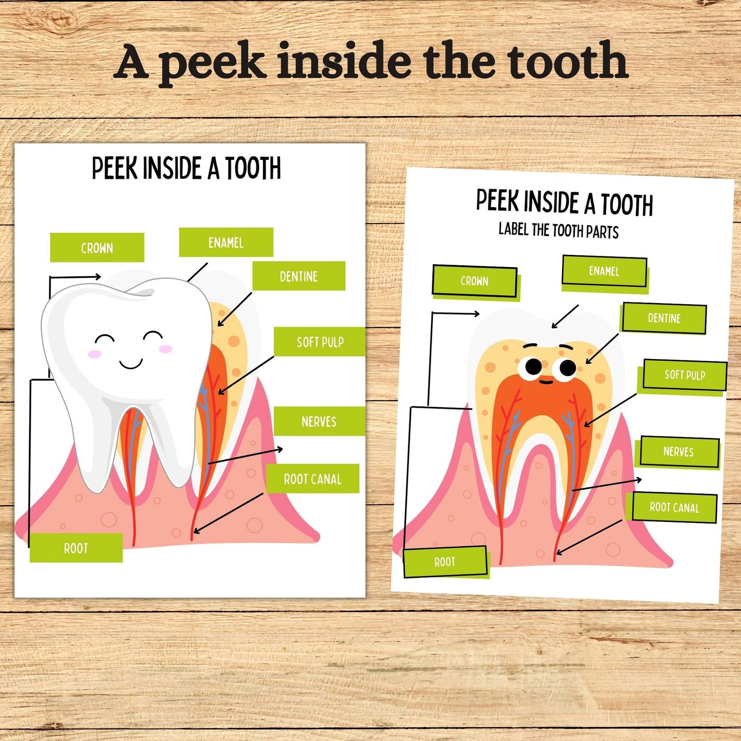 Dental Health Kids Busy Book Printable Human Tooth Anatomy Worksheet Homeschool Curriculum Montessori Resource Toddler Learning Binder Kids