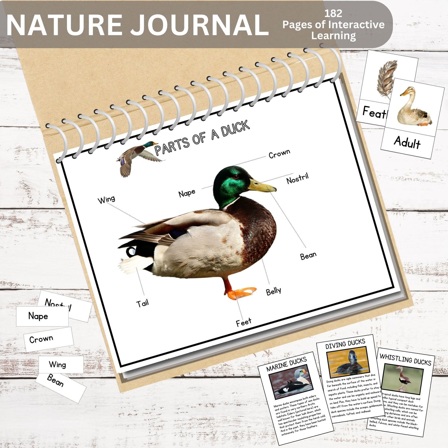 Nature Journal Mega Bundle Homeschool Learning Materials Charlotte Mason Nature Study Preschool Curriculum Toddler Busy Book Montessori