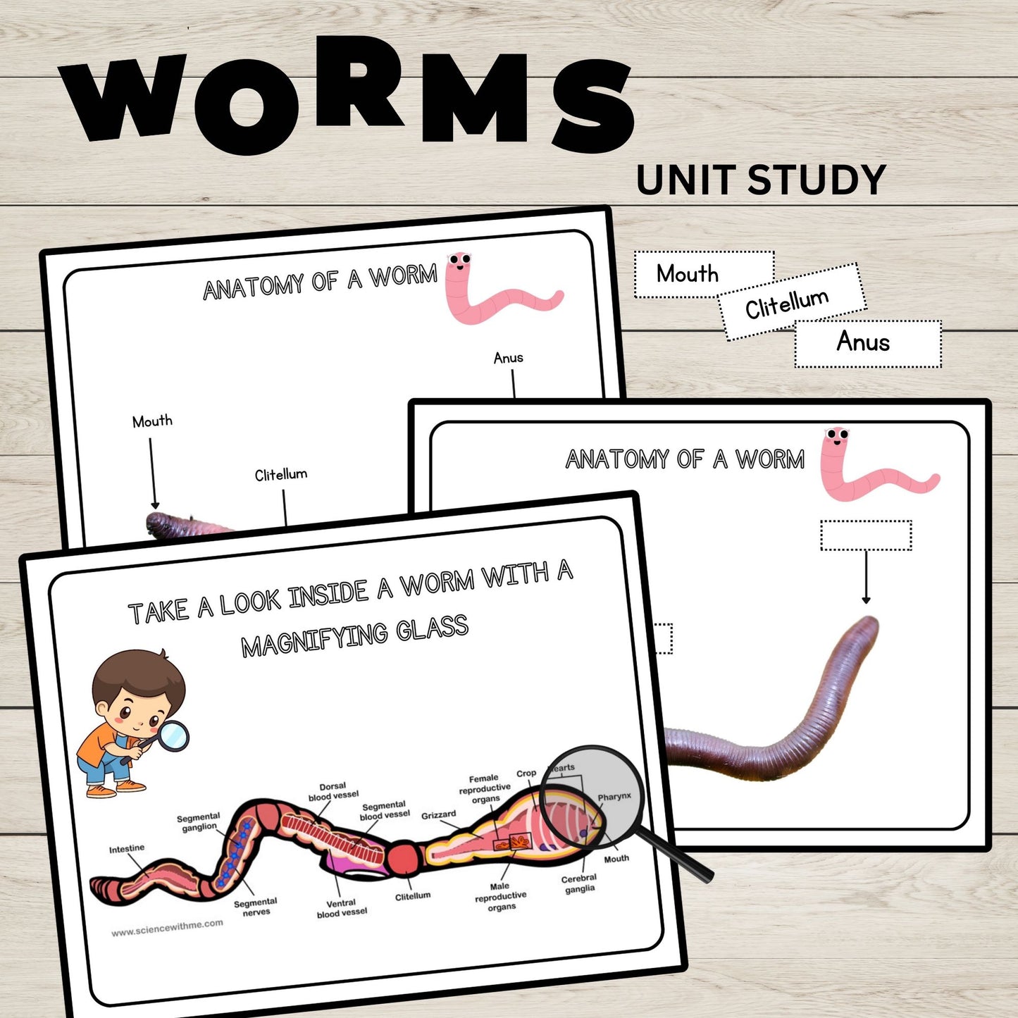 Worms Unit Study Charlotte Mason Printable Resources Homeschool Learning Bundle Nature Study Homeschool Curriculum Educational Activities