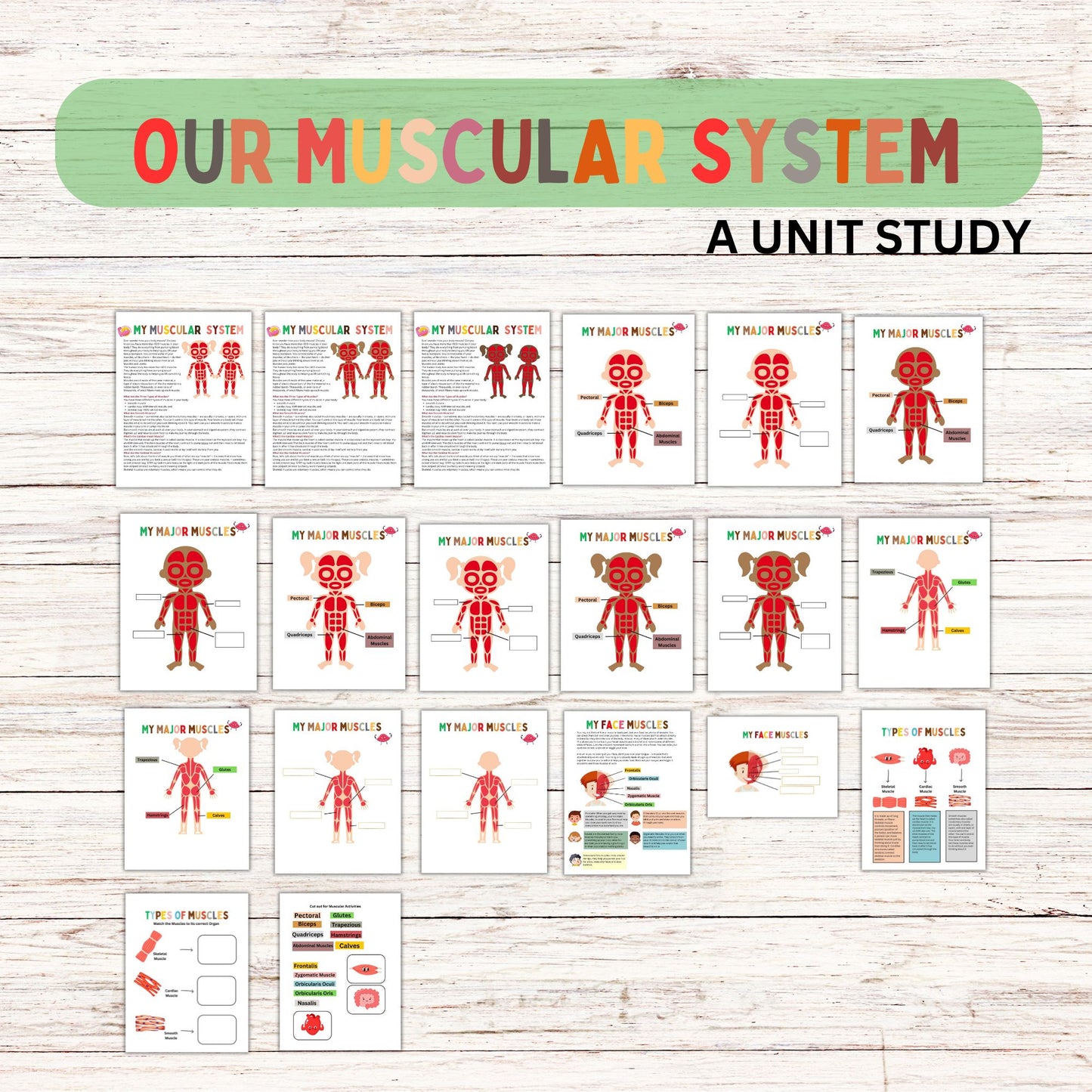 Muscular System Unit Study for Elementary Students | Printable Human Body Anatomy Science Lesson