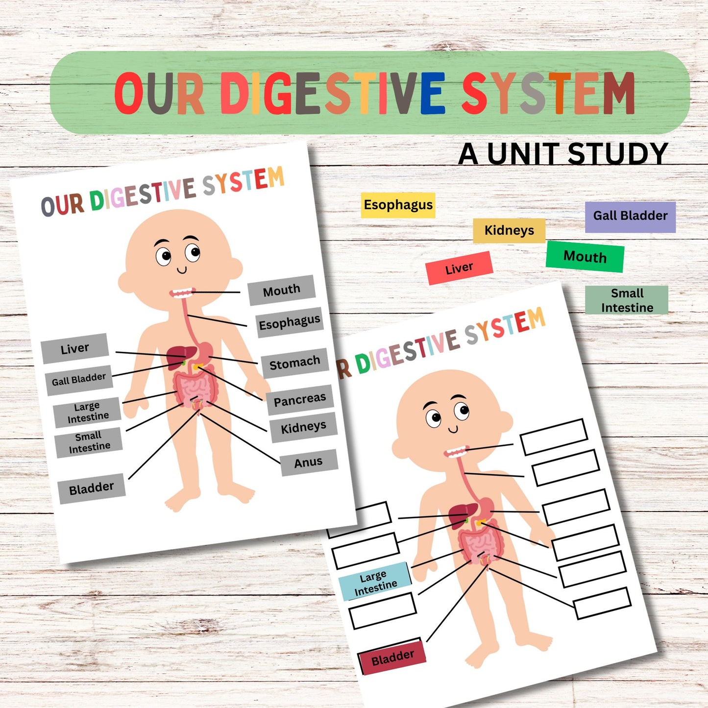 Digestive Adventure Unit Study | Kid-Friendly Digestive System Unit Study | Fun & Engaging Activities for Learning Digestion